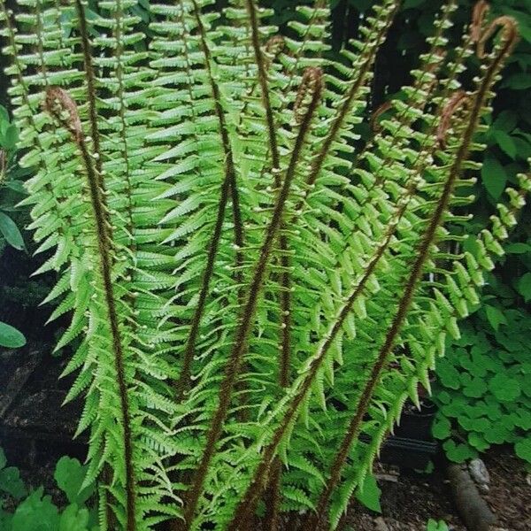 Dryopteris wallichiana Habitus