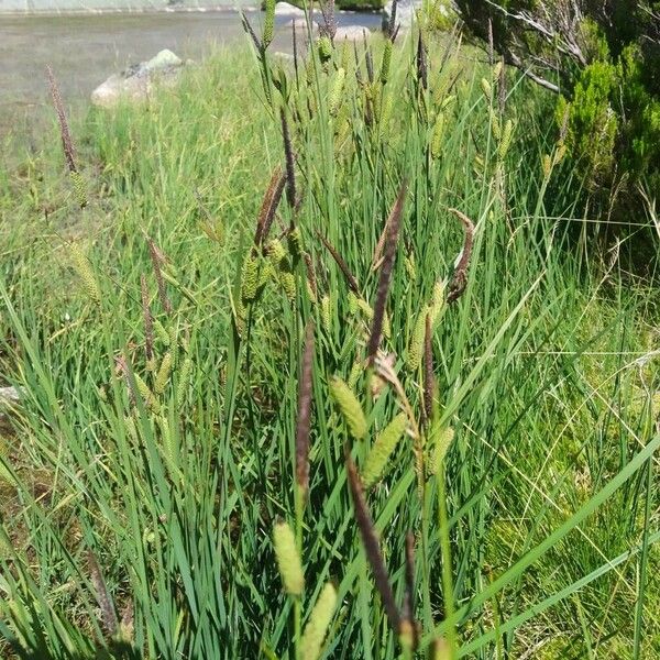 Carex nigra Blomst