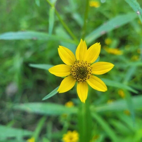 Bidens cernua പുഷ്പം