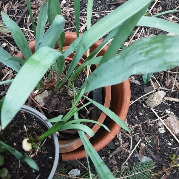 Galanthus elwesii Folha