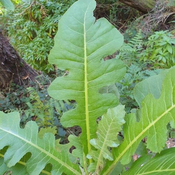 Sonchus fruticosus Blad