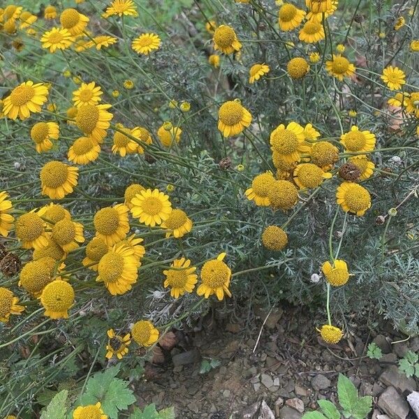 Cota tinctoria Blomma