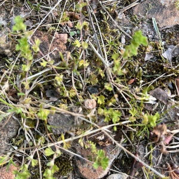 Alchemilla australis Folha