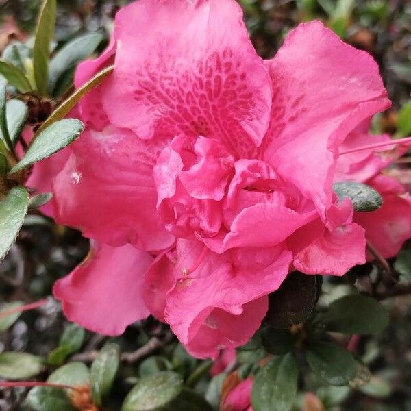 Rhododendron alabamense Fiore