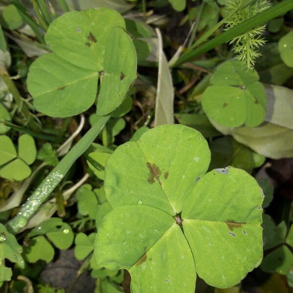 Medicago arabica Blad