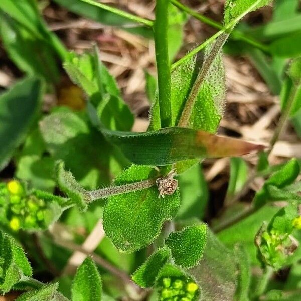 Draba nemorosa Hoja