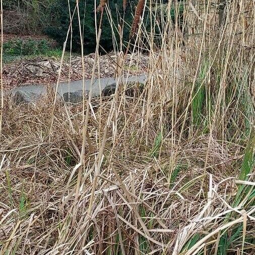 Typha angustifolia Leaf