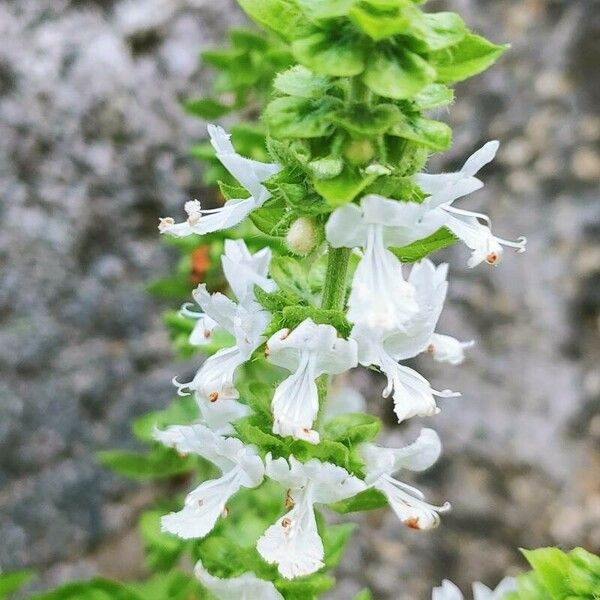 Ocimum minimum Fleur