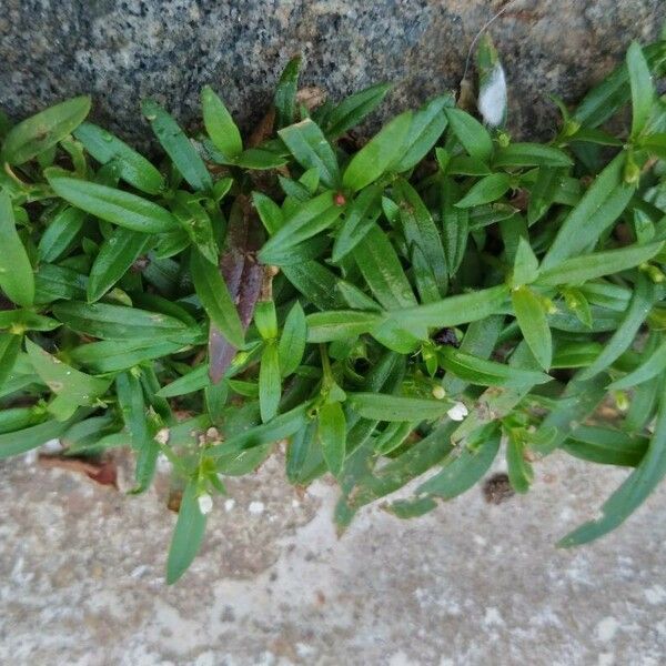 Oldenlandia corymbosa 叶