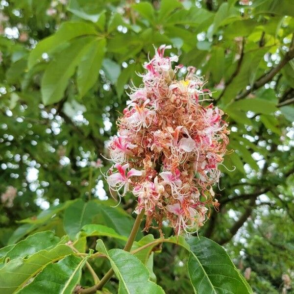 Aesculus indica Flor