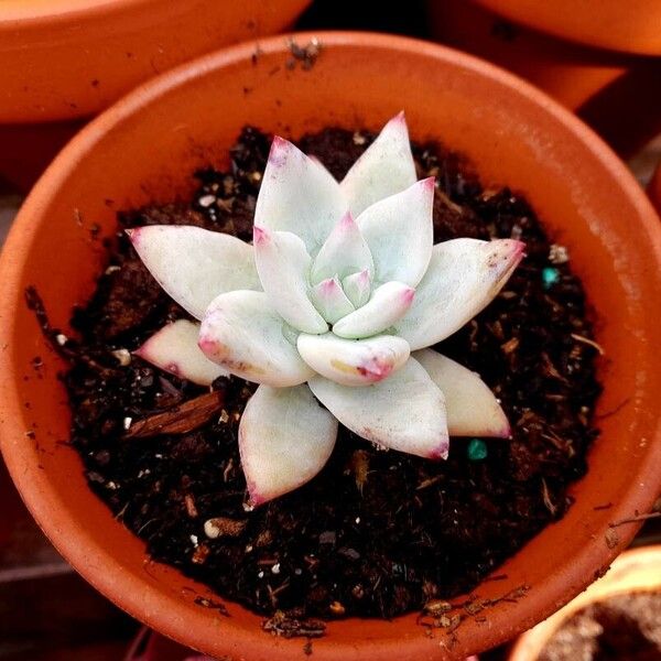 Echeveria colorata Blodyn