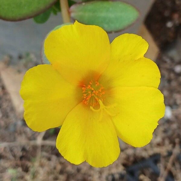 Portulaca umbraticola Flower