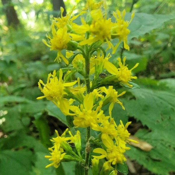 Solidago flexicaulis Floare