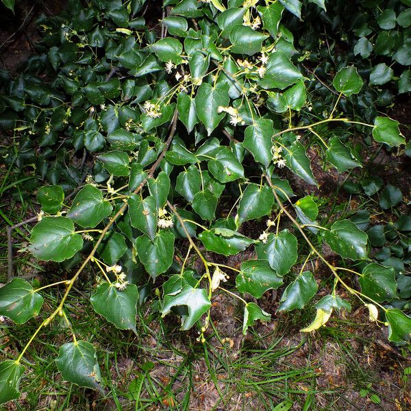 Tilia cordata Fuelha