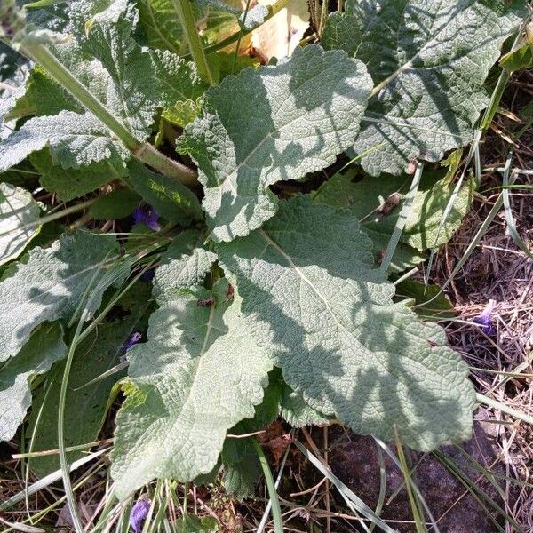 Salvia pratensis Leaf