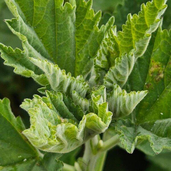 Althaea officinalis Folha