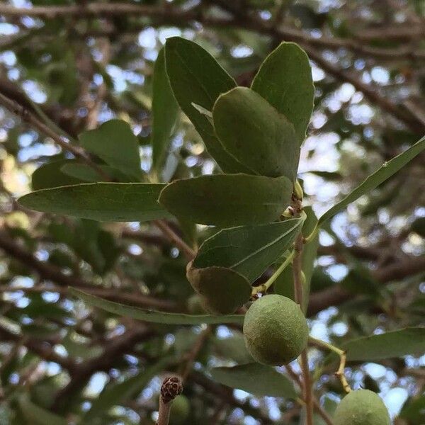 Elaeodendron transvaalense Fruitua