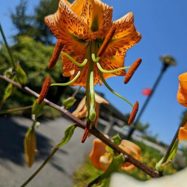 Lilium henryi ᱵᱟᱦᱟ