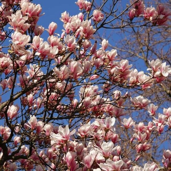 Magnolia × soulangeana Plante entière