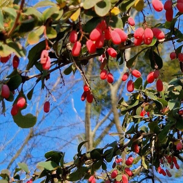 Berberis vulgaris Hàbitat