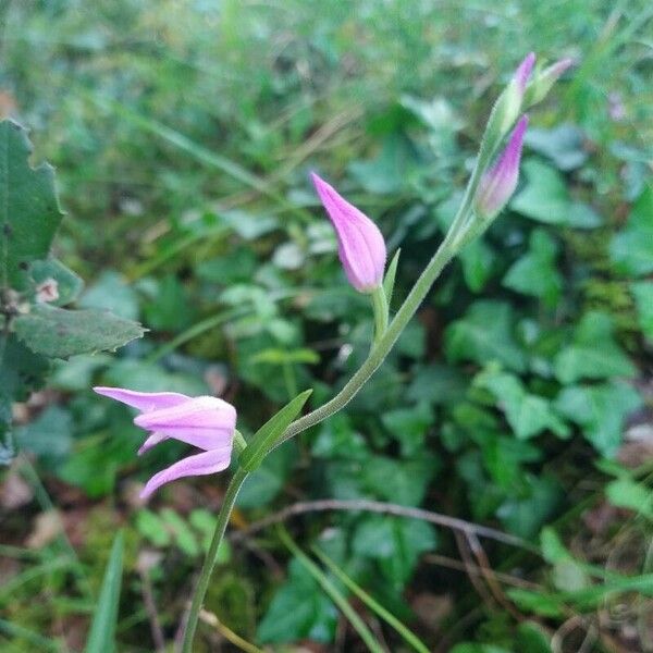 Cephalanthera rubra ফুল