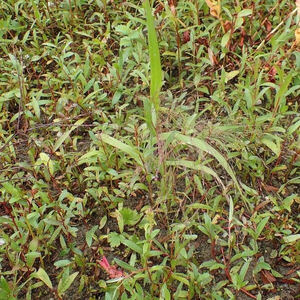 Panicum capillare Habitus