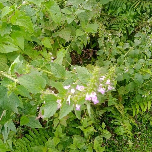 Anisomeles indica Fleur