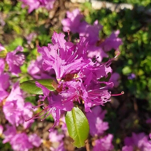 Rhododendron dauricum Цвят