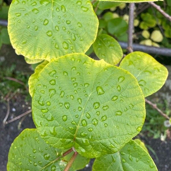 Actinidia chinensis Листок