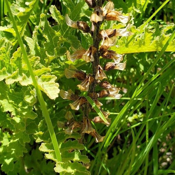 Pedicularis canadensis Flower