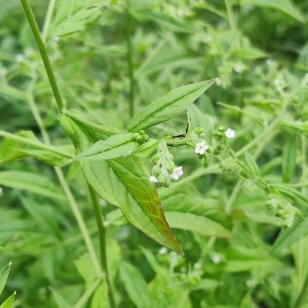 Hackelia virginiana Flower