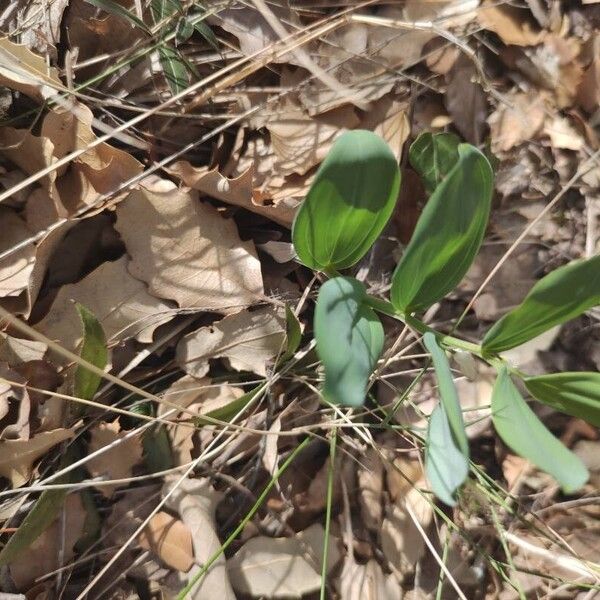 Polygonatum odoratum Leaf