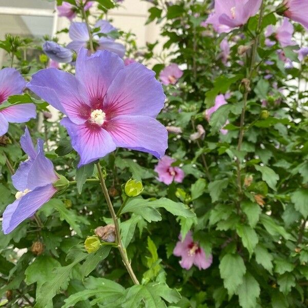 Hibiscus syriacus Cvet