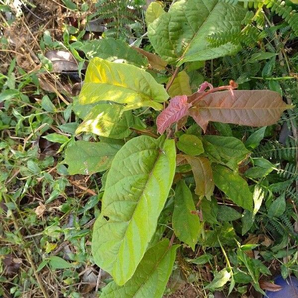 Theobroma cacao Leaf