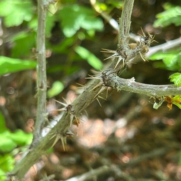 Ribes montigenum Lubje