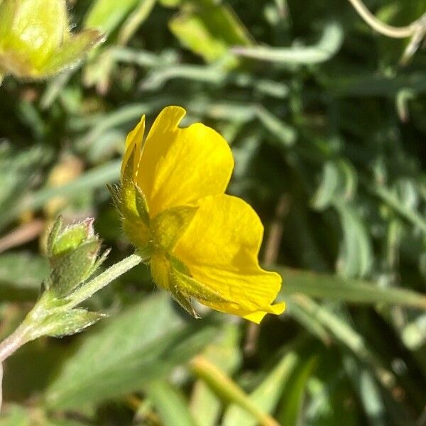 Potentilla grandiflora Flower