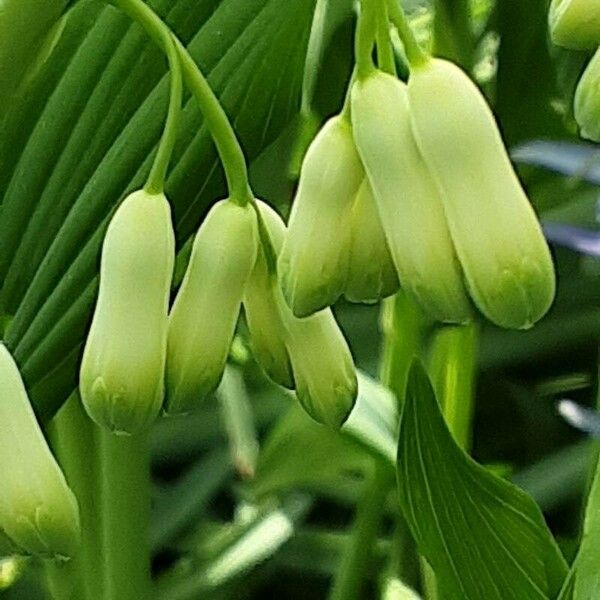 Polygonatum multiflorum പുഷ്പം