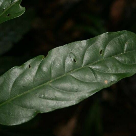 Ryania speciosa Leaf