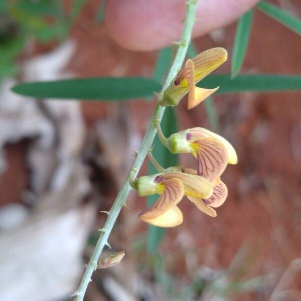 Crotalaria lanceolata फूल