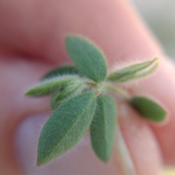 Acmispon americanus Blad