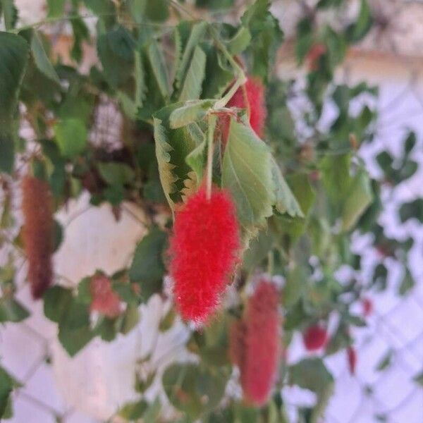 Acalypha macrostachya Flower