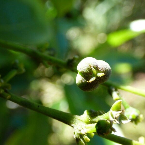 Claoxylon glandulosum Φρούτο