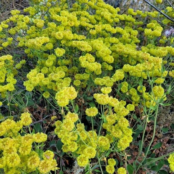 Eriogonum umbellatum Цвят