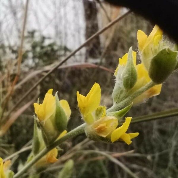 Anthyllis cytisoides 花