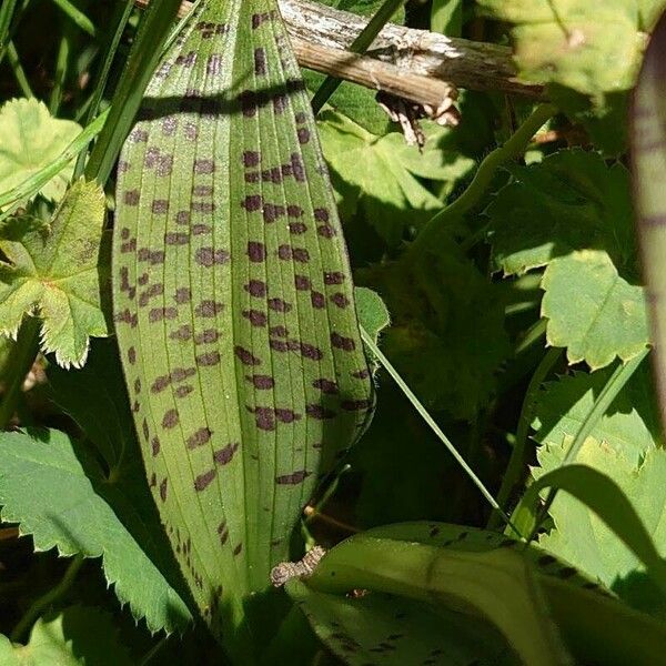 Dactylorhiza majalis Лист