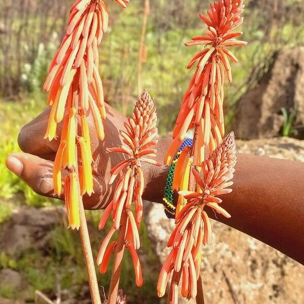 Kniphofia thomsonii 葉