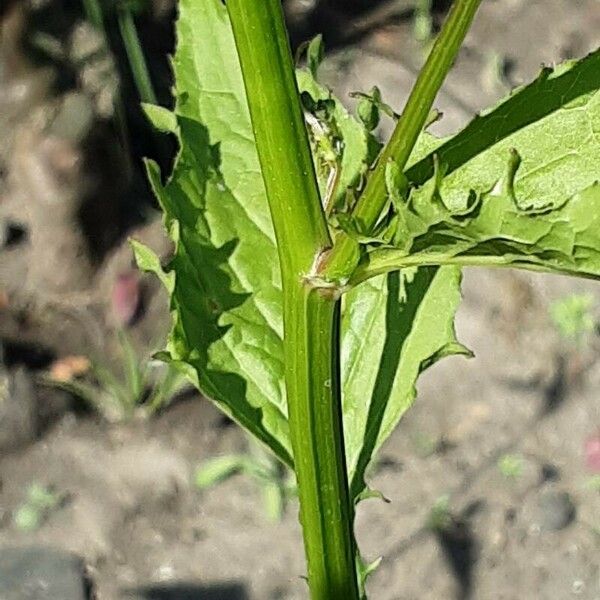 Crepis pulchra خشب