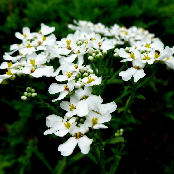 Iberis umbellata Цвят