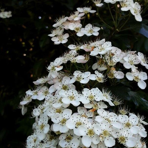 Sorbus intermedia Floro