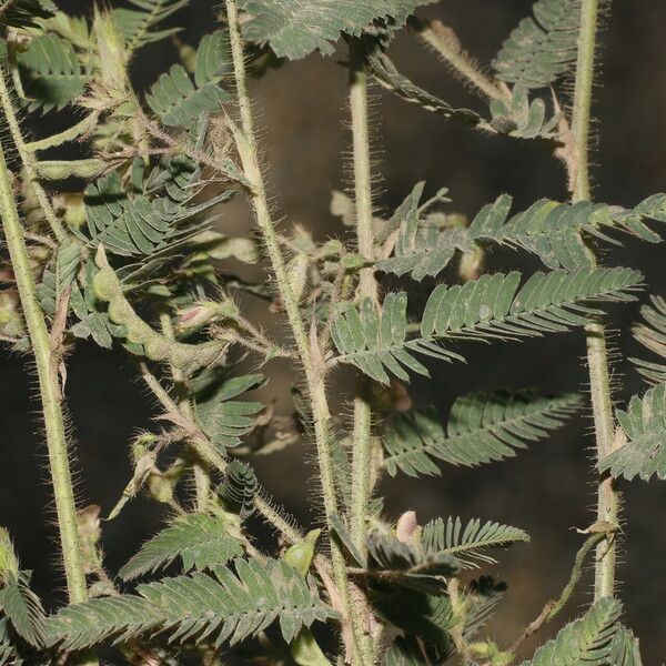 Aeschynomene americana Flower